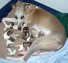 GH mom with pups