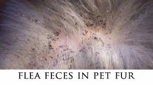 flea dirt in fur