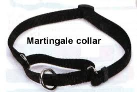 martingale collar