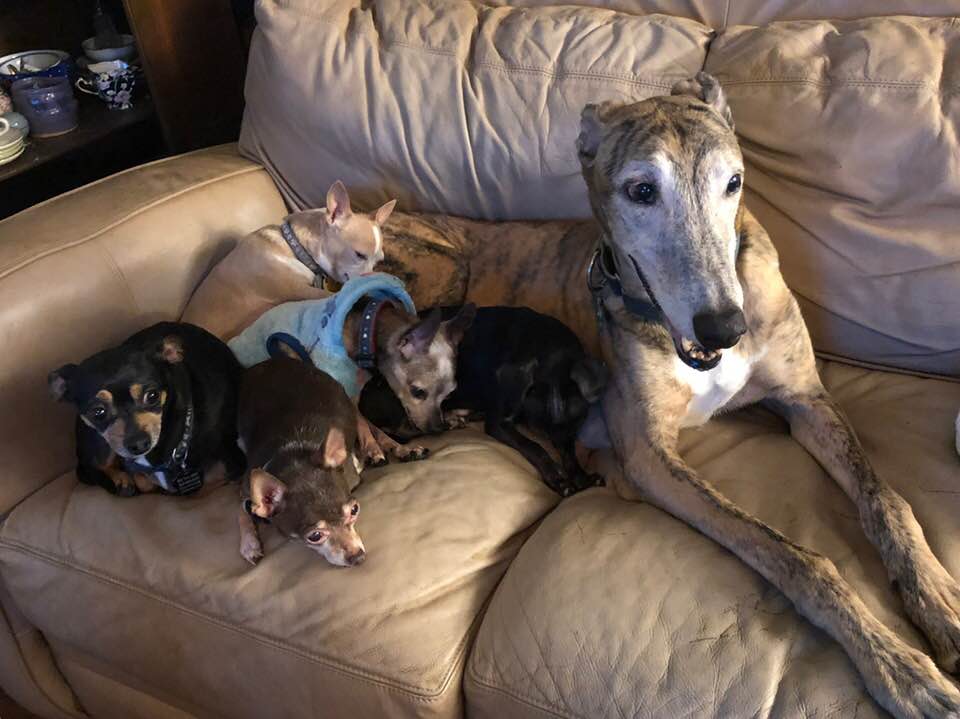 greyhound dog adoption near me